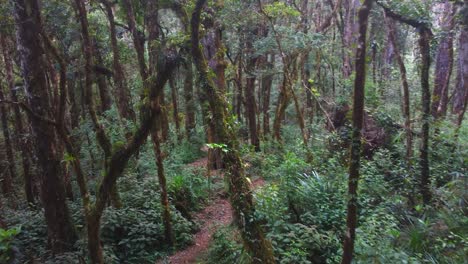 Flyover:-Rugged-forest-path-in-lush,-dense-jungle-foliage-in-Honduras