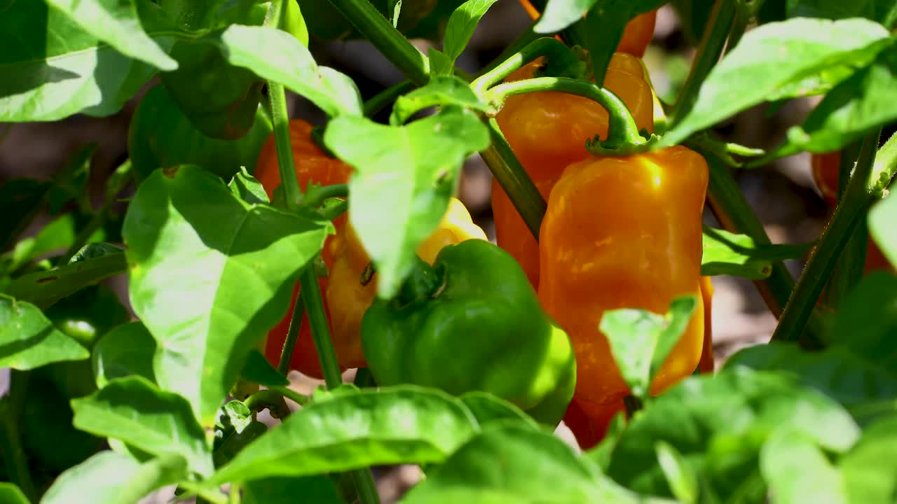 This is Static video of ripe Habanero Peppers in a garden