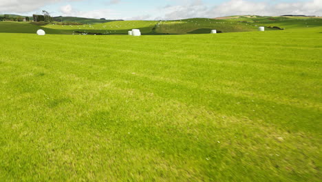 White-haybale-rolls-in-green-and-vibrant-New-Zealand-landscape,-aerial-close-by-fly