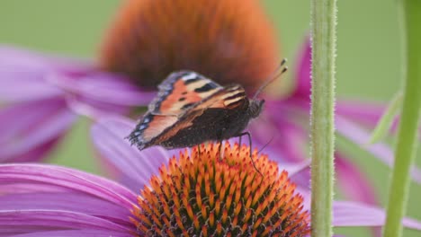 Ein-Kleiner-Fuchsschmetterling-Frisst-Nektar-Aus-Orangefarbenem-Sonnenhut