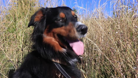 happy australian shepherd on a sunny bright day 4k