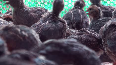 close shot of a large group of captive birds in a cage