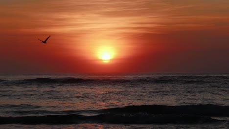 pájaros volando a través del sol sobre el océano al anochecer