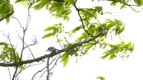 familia de pájaros azules de montaña oriental sentada en la rama de un árbol