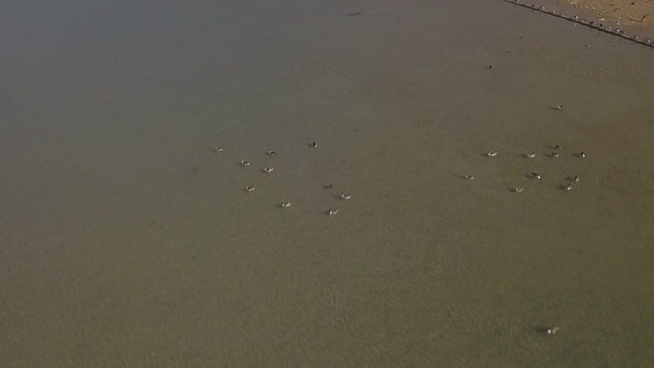 clip aéreo de una bandada de gaviotas volando en picado sobre el mar de galilea