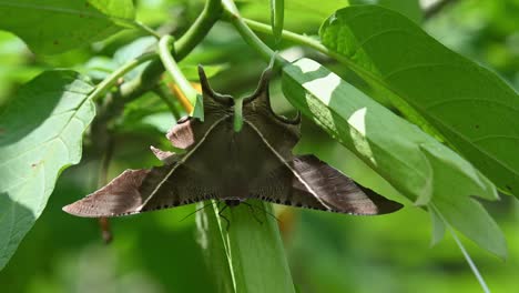 Visto-Descansando-Dentro-De-Una-Planta-Durante-Un-Día-Caluroso-En-La-Jungla,-Polilla-De-Cola-De-Golondrina-Tropical-Lyssa-Zampa,-Parque-Nacional-Khao-Yai,-Tailandia