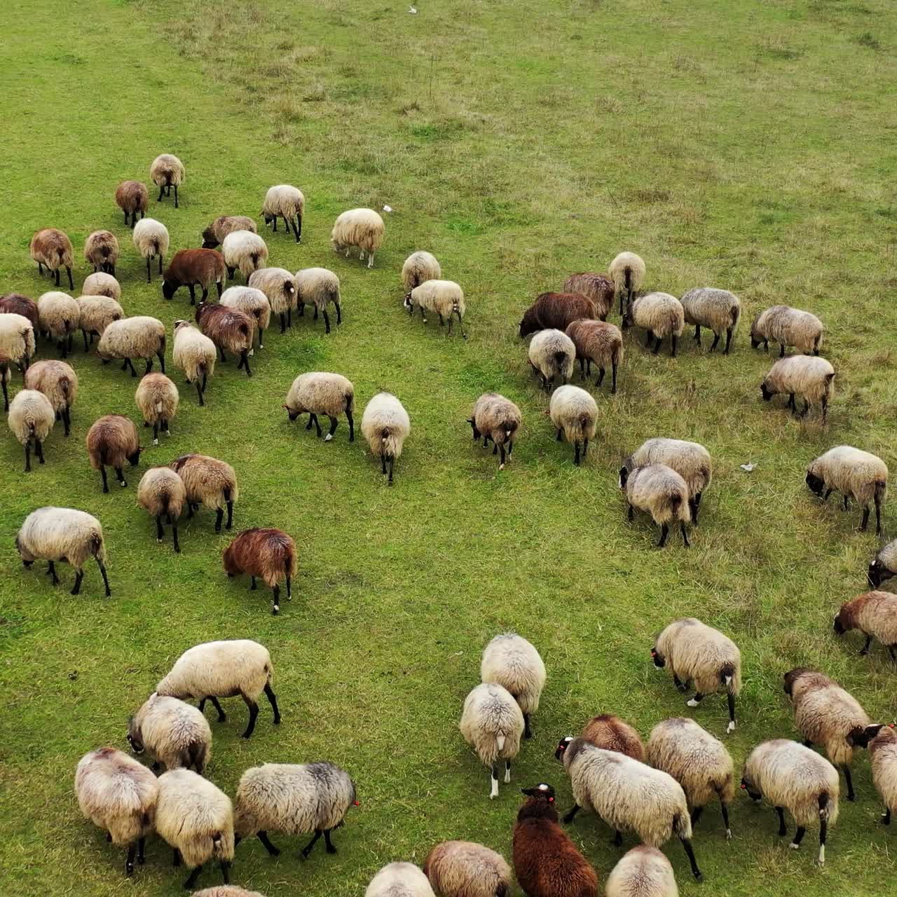 Pecore a pelo lungo che mangiano erba in un campo agricolo. Video dall'alto di animali domestici su un prato verde