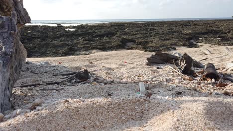 plastic bottles visible amongst the roots of trees in a remote part of the andaman islands