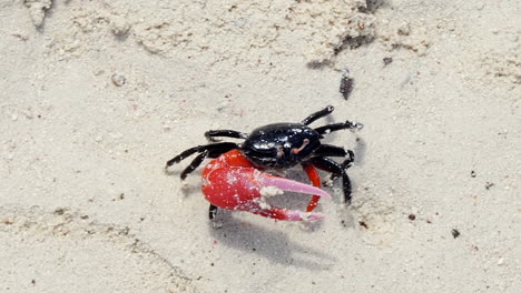 cerca de un cangrejo violinista con una enorme garra caminando suavemente por la playa, nueva caledonia