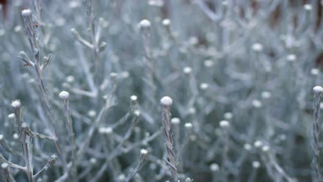 Small-White-Flower-Heads-Of-Cushion-Bush-Shrub,-TILT-DOWN-CLOSE-UP