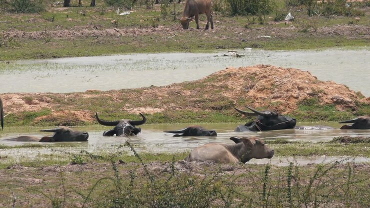 Bufali in una pozza d'acqua in una giornata di sole