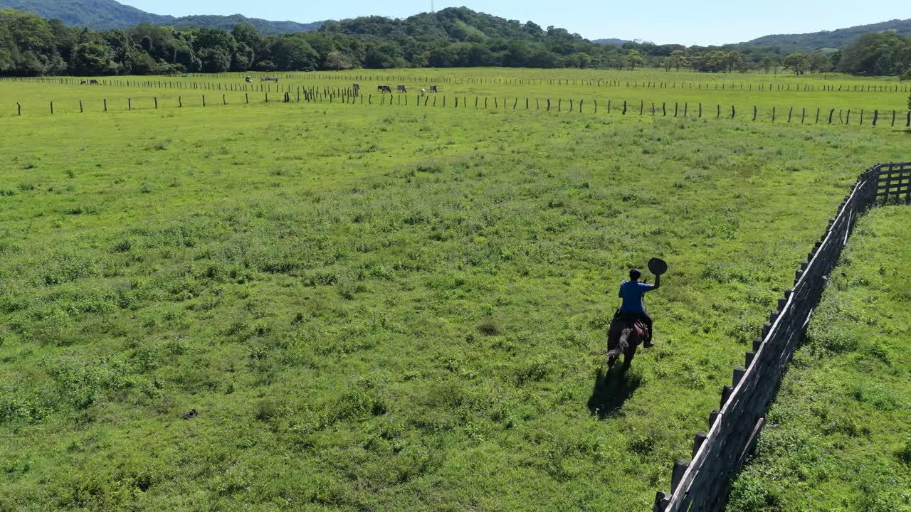 Vista aerea di un cowboy che cavalca un cavallo in un pascolo verde.