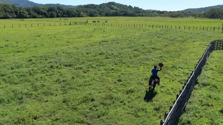 Vista aerea di un cowboy che cavalca un cavallo in un pascolo verde.