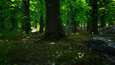 Raíces-De-árboles-Y-Sol-En-Un-Bosque-Verde