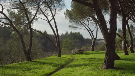 Tranquilidad-En-Un-Parque-Natural-Con-Camino-Y-Banco-Al-Amanecer-Soleado