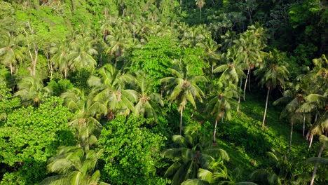 low aerial flight over coconut palm tree, green remote untouched jungle, sunrise