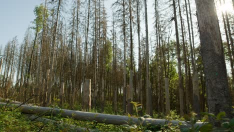 bosque de abeto seco golpeado por escarabajo de corteza en el campo checo con troncos caídos dañados