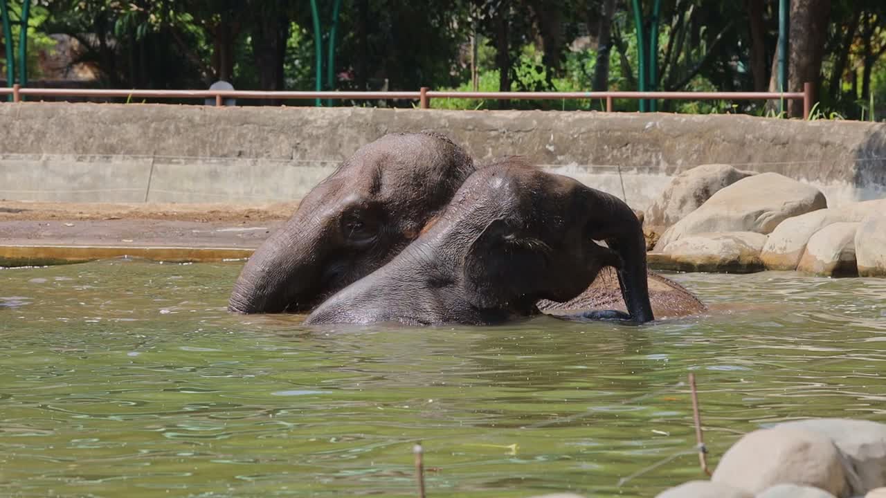 Elephants Swimming in a Zoo Pool