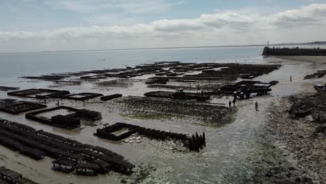 Imágenes-Aéreas-De-Drones-4k-De-Una-Gran-Granja-De-Ostras,-Terreno-De-Cultura-De-Huîtres,-En-La-Playa-De-Cancele,-Bretaña,-Francia