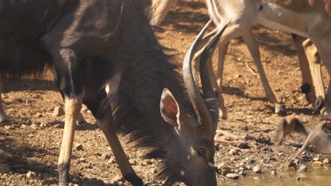 A-male-nyala-sips-from-a-watering-hole,-close-up,-profile-shot