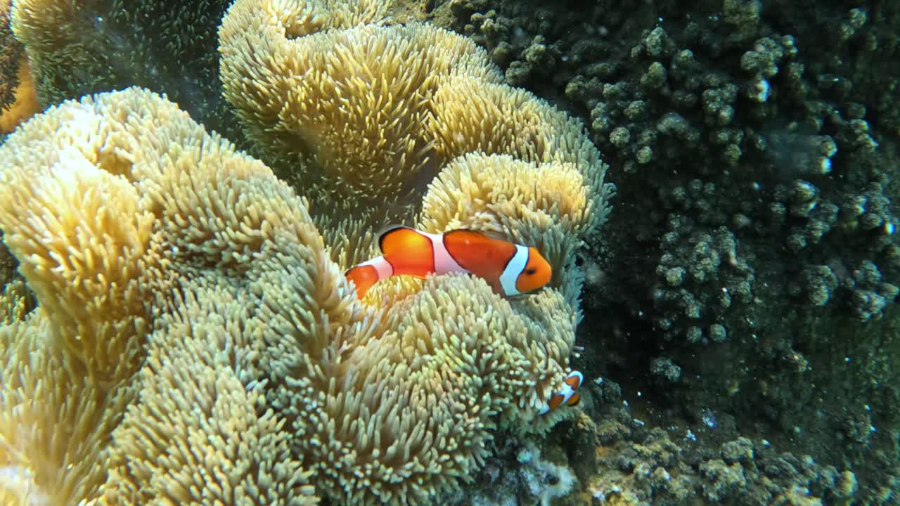 Famiglia di pesci pagliaccio che nuota all'interno di un anemone in acque cristalline - Primo piano