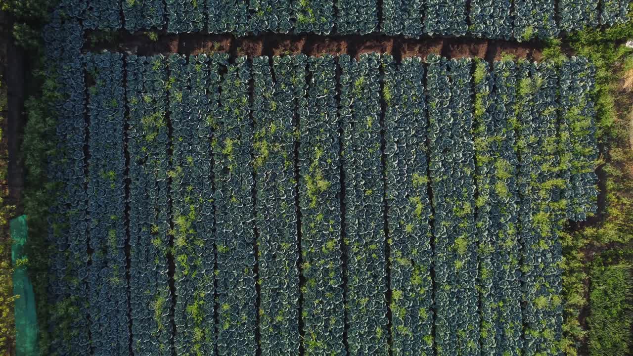 Large cabbage farm field in harvesting season near a traditional water well, Drone shot, Overhead