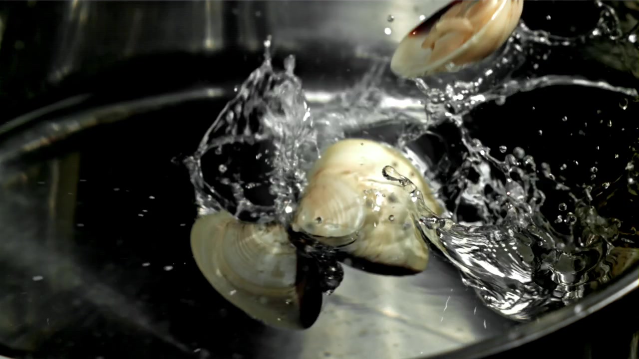 Clams Dropping into Water with Splashes in Slow Motion