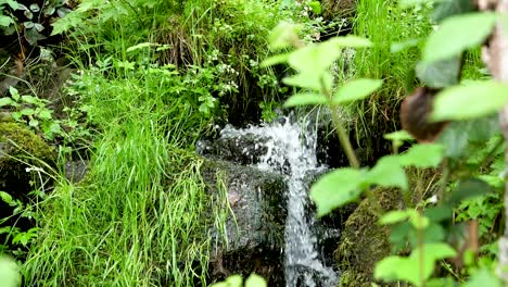 cold water splashes down a little cascade with rocks full of moss amidst beautiful green plants. slow motion shot.