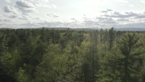 drone shot flying forwards, over a forest with sunlight reflecting on the camera