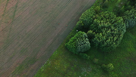 Deer-on-a-sunlit-wheat-field,-summer-evening-in-Finland---Aerial-view