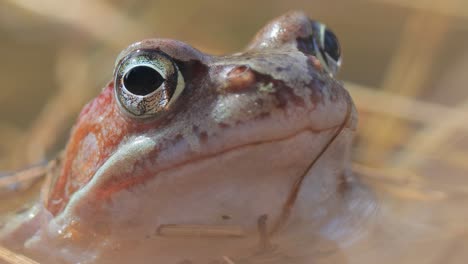 Brown-frog-(Rana-temporaria)-close-up-in-a-pond.