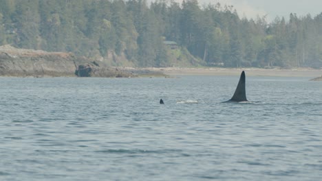 male orca blows at surface with distinct high dorsal fin, tracking shot