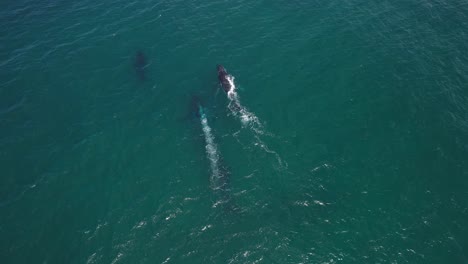 pod of beautiful humpback whales beaching the surface of the waves