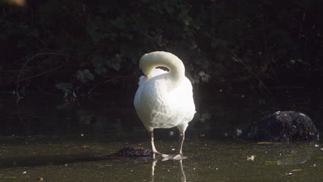 White-Swan-Standing-On-The-Rock-Grooming-Itself-At-Tehidy-Country-Park-In-Cornwall