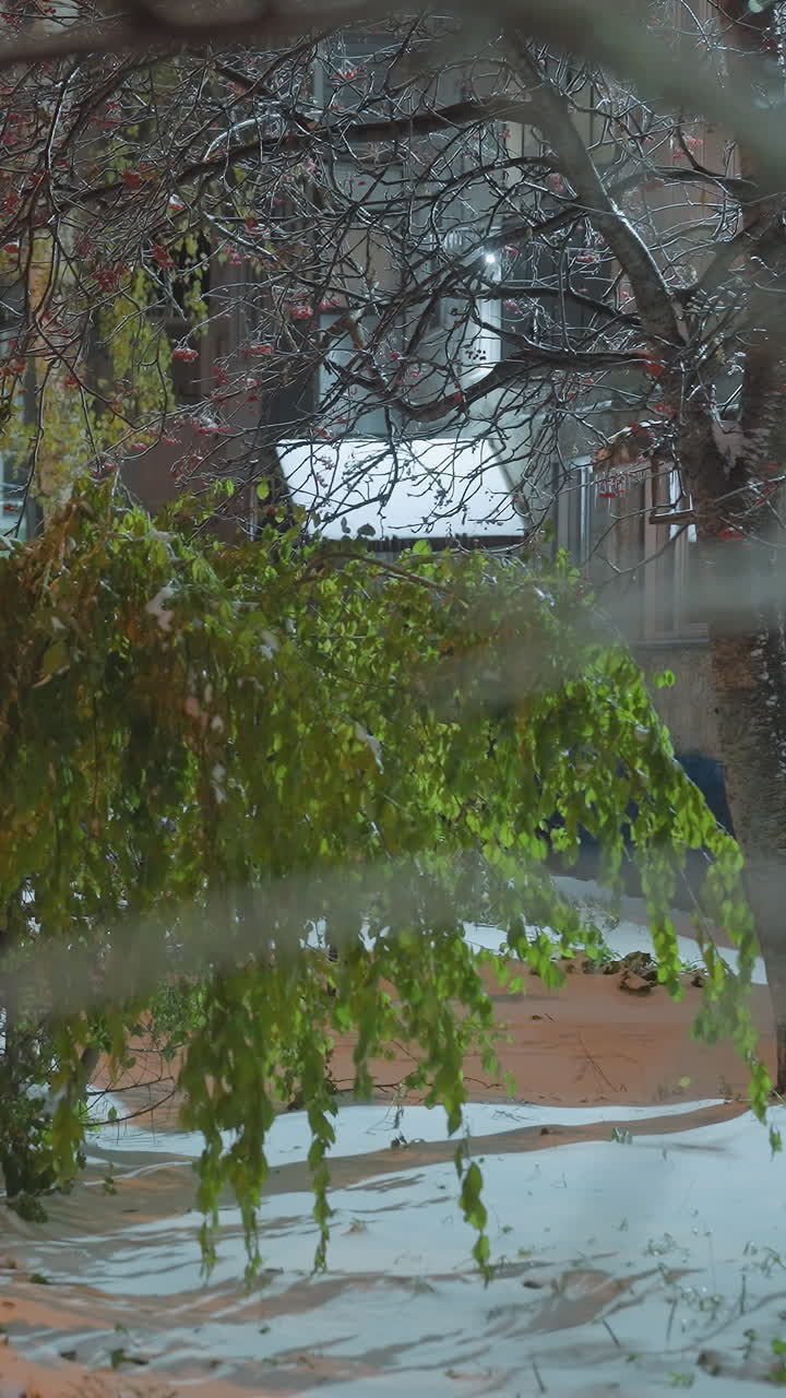 rama de árbol cubierta de nieve balanceándose suavemente en el viento cerca de un edificio residencial, iluminado por luz suave, con hojas verdes vibrantes borrosas y bayas rojas
