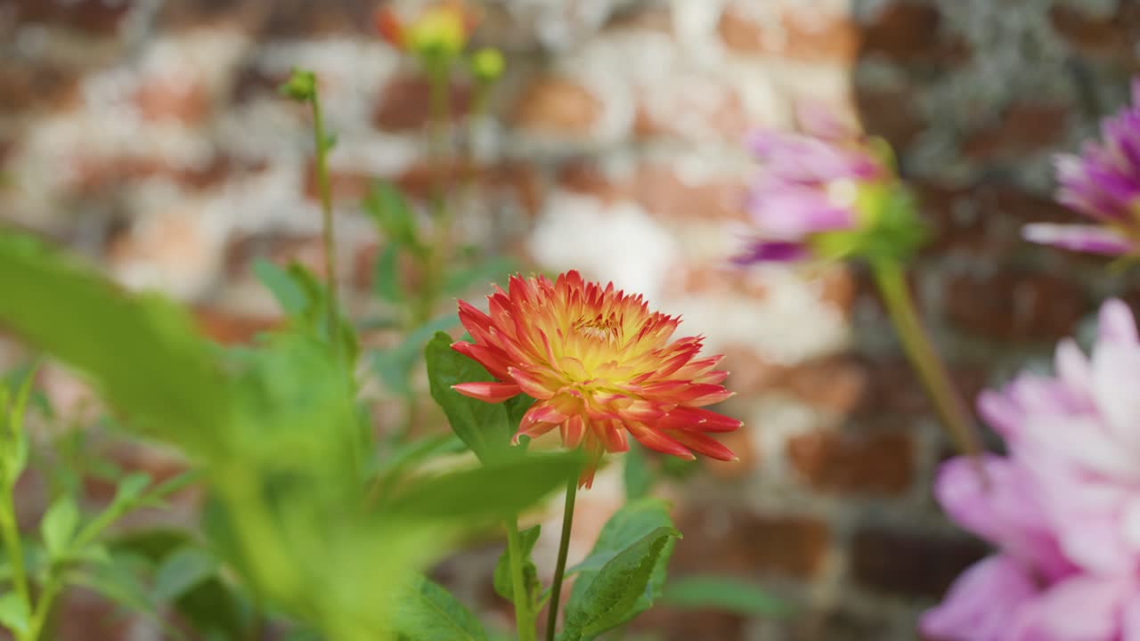 Orange dahlia flower in sharp focus, shallow depth of field, gentle camera pan, natural daylight