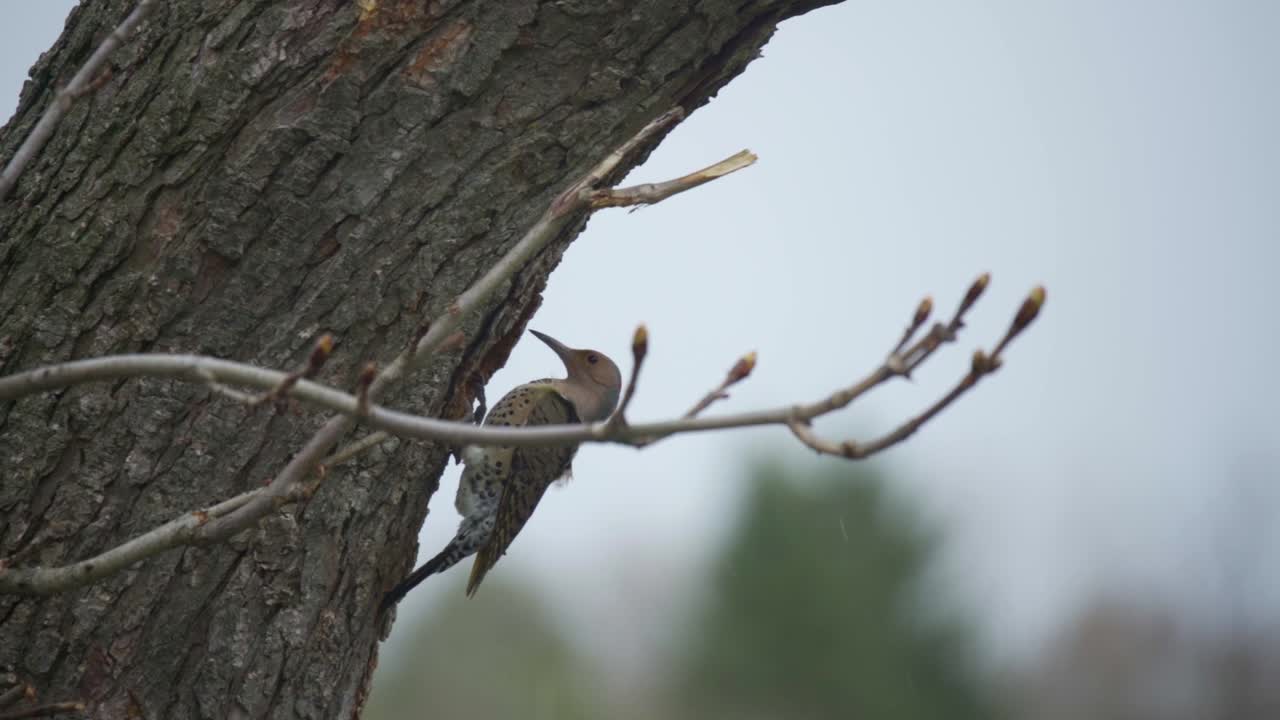 A Woodpecker Northern Flicker Leaves A Tree Nest Cavity In A Forest In Caledon, Ontario