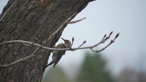 Un-Parpadeo-Del-Norte-De-Pájaro-Carpintero-Deja-Una-Cavidad-De-Nido-De-árbol-En-Un-Bosque-En-Caledon,-Ontario