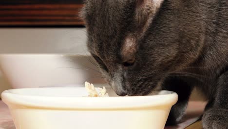 el gato azul ruso mira al medio maravillosamente