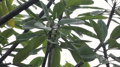 lluvia empapando las hojas verdes de los árboles