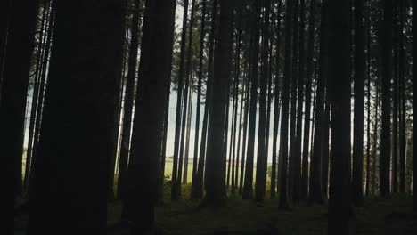 Sonnenlicht,-Das-In-Der-Abenddämmerung-Durch-Hohe-Waldbäume-Dringt-Und-Eine-Heitere-Atmosphäre-Schafft