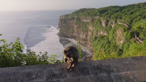 bali uluwatu ocean view with a monkey recorded by a sony a7iv mirrorless camera with a 16-35 f2.8 gm lens.