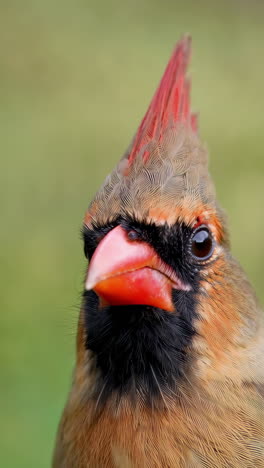 close-up of a cardinal