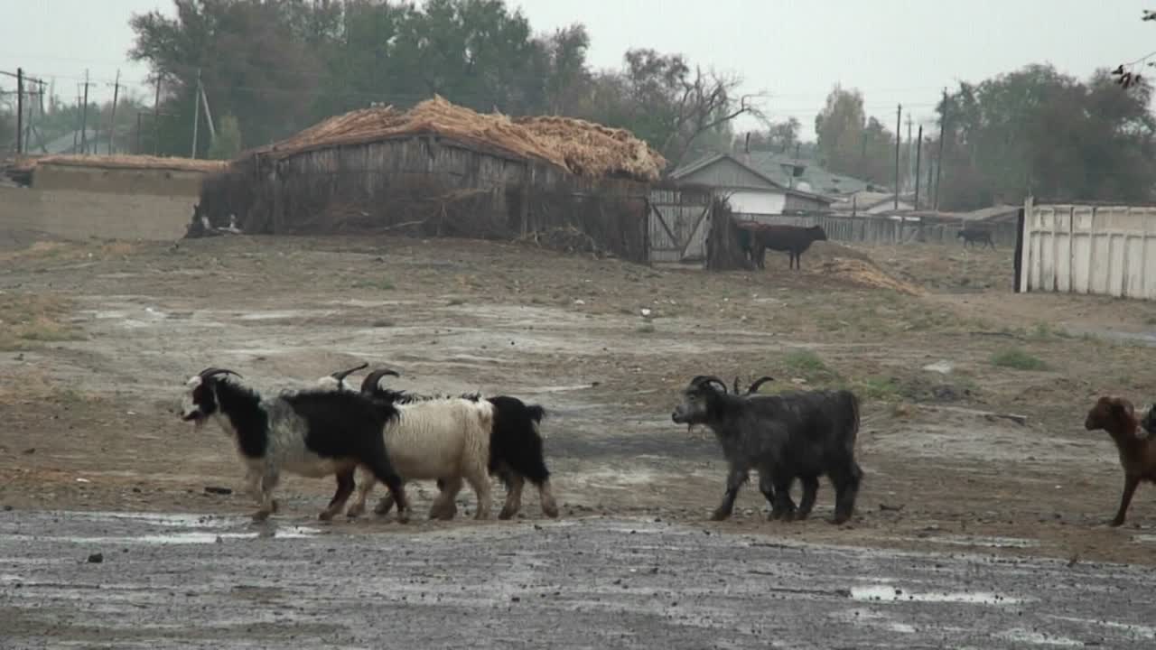 농부는 카자흐스탄이나 우즈베키스탄에서 빗속에서 염소를 이끈다