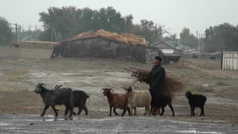 a farmer leads his goats through the rain in kazakhstan or uzbekistan