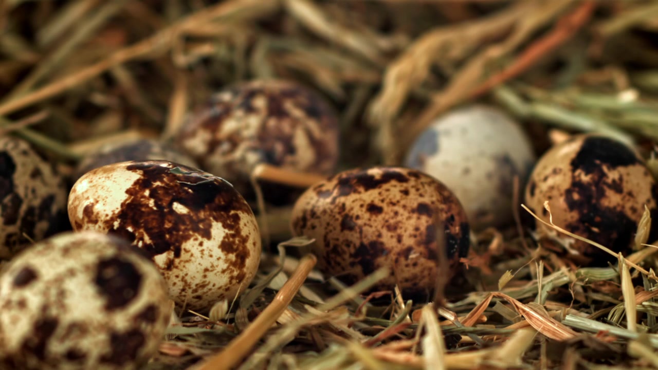 Speckled Quail Eggs Falling into a Hay Nest