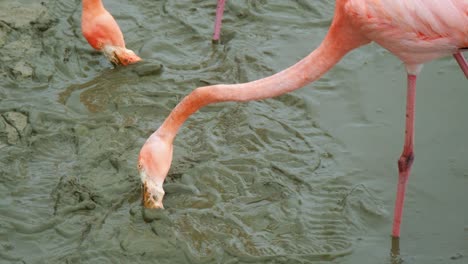 mayor filtro de flamencos alimentándose en un estanque fangoso en la isla isabela, islas galápagos, ecuador