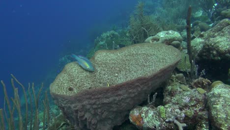 parrotfish in giant sponge