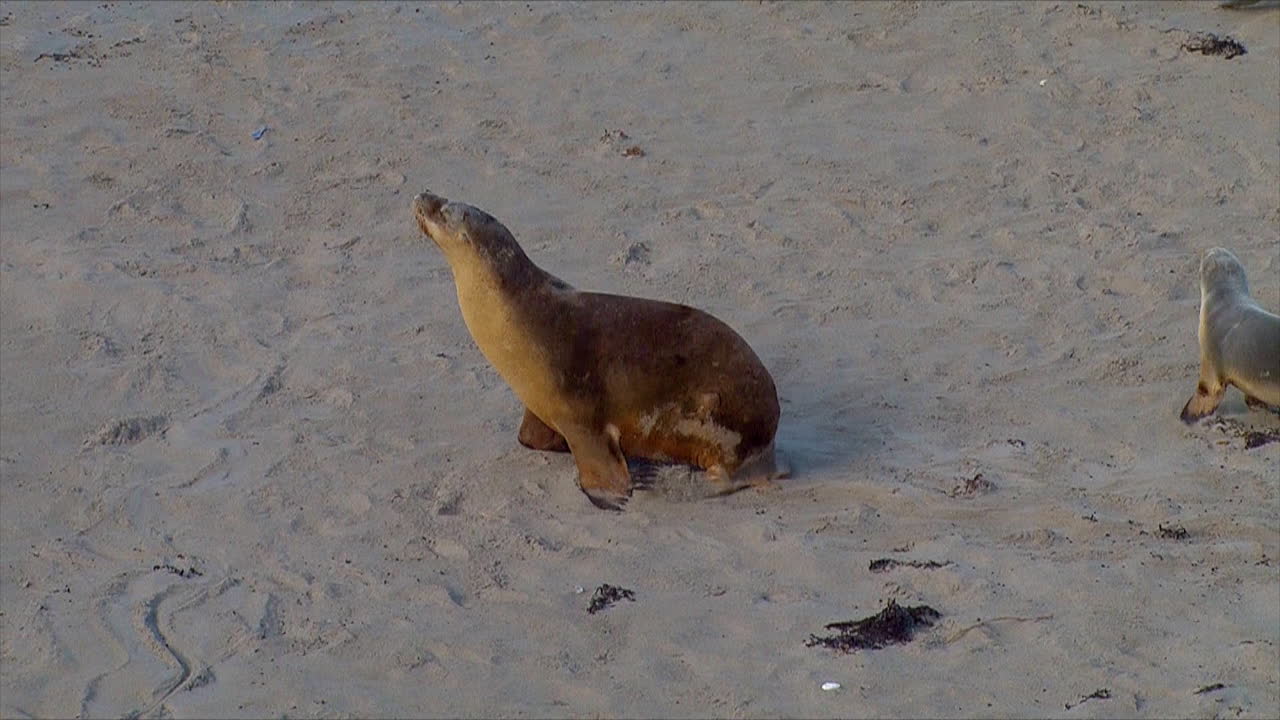 아기 호주 물개는 어머니를 쫓아 호주 캥거루 섬의 해변에서 간호를 시도합니다 1
