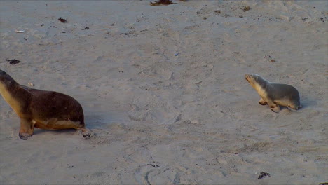 Bebé-Lobos-Marinos-Australianos-Persiguen-A-Sus-Madres-E-Intentan-Amamantar-En-Una-Playa-En-La-Isla-Canguro,-Australia-1